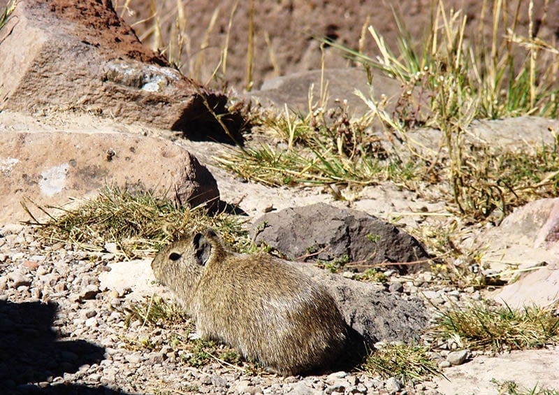 Chuột lang núi (Cavia tschudii)