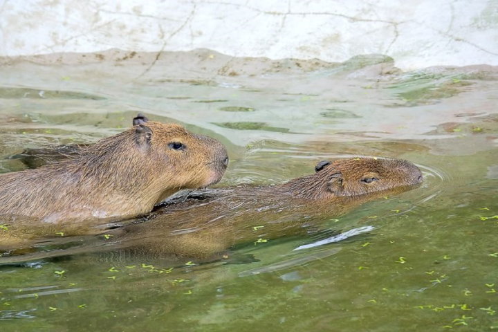 Capybaras giao phối, Pantanal