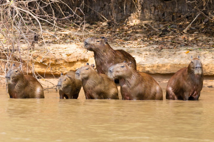 Chuột lang nước, Pantanal, Brazil