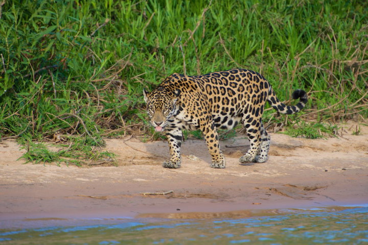 Báo đốm, Pantanal, Brazil