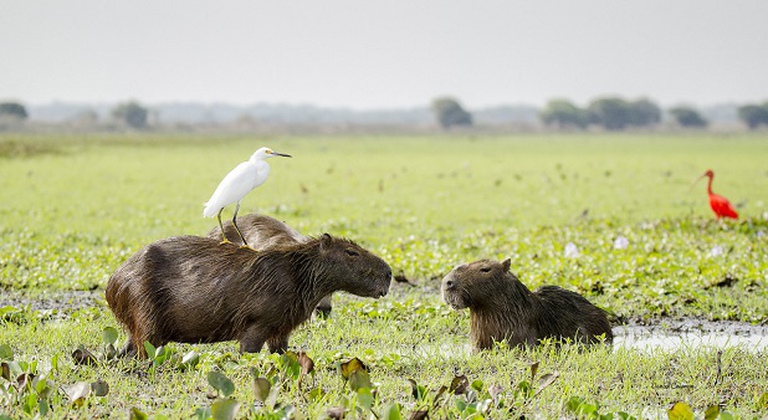 capibara